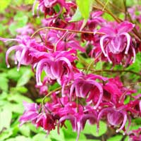 Epimedium Extract